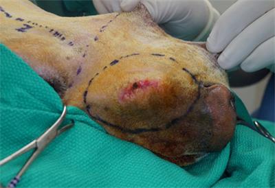 Composite Resection of Tumors of the Rostral Maxilla and Dorsolateral Muzzle Utilizing an Upper Lip-Sparing, Combined Approach in Dogs